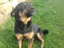 Raya the perfect tiny Princess Pinscher mix looking for a fantastic safe home to call her own