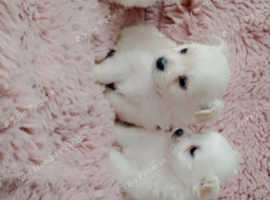 Pomeranians/chihuahuas puppies