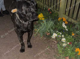 Cane corso 1 year old