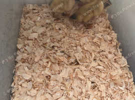 7 female silver Appleyards ducklings and 2 male