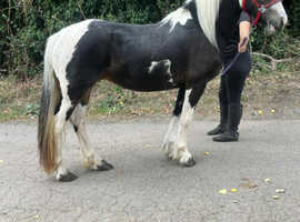 2 years old mare.