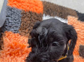 Rare breed Cesky terrier puppies