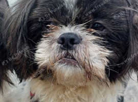 Sweet little shih tzu