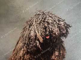 Gorgeous Puli boy looking for a forever home