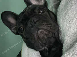 French bull dog nearly 1 years old