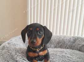 Dachshund puppy for sale