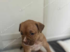 American bully puppies