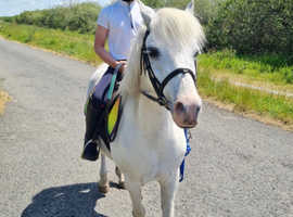 Welsh Sec A mare seeking new home.
