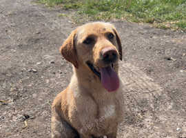 Monty Labrador for sale