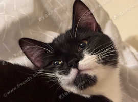 Missing tuxedo cat
