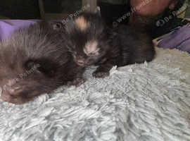 Kittens looking for forever home
