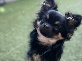 Male longhaired Chihuahua