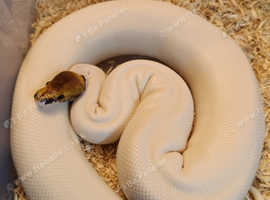 Pair pied ball pythons cinnamon pied black pastel ghost royal