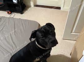 8 month cane corso