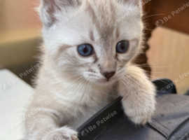 Bengal cross ragdoll kittens