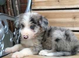 Collie deals lurcher pups