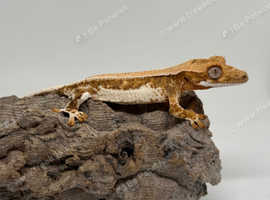 Baby crested gecko- Lilly white