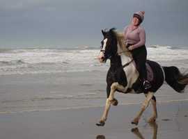 Fun all rounder 15.2 quirky mare.