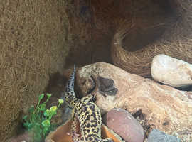 2 geckos for sale