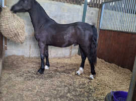 Stunning Welsh Section D Gelding - Show Pony