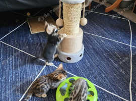 Pure Bengal Kittens - Champion Bloodline