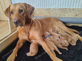 5 KC Reg Fox Red Labrador Males For Sale