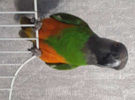 Bobby senegal parrot