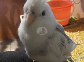 Cockatiel for best sale sale north east