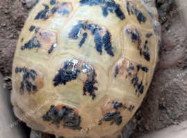 Greek tortoise hot sale price