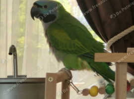 Baby Derbyan Parrot 5 months old