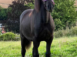 NO MORE COMPLETE TIMEWASTERS  Stunning black Welsh d  filly for Loan