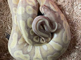 Beautiful royal python