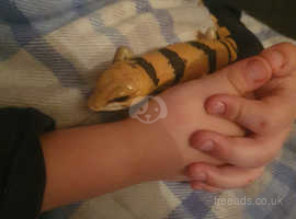 With a broken heart I am having to sell Mt baby skink