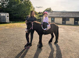 10.2hh mini cob ted
