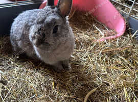 Pretty Netherland dwarf female looking for 5* home.