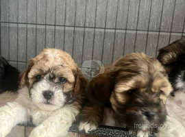 5 Beautiful Shihpoos for sale