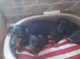 2 miniature dachshund puppies