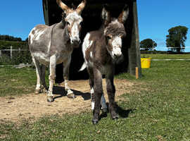Jenny and jack foal