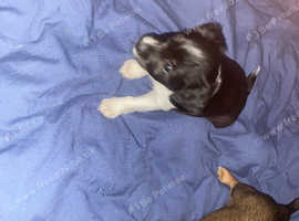 Jack russells