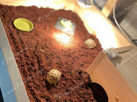 Baby tortoise with all you need - new home & accessories