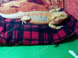 Female Bearded dragon