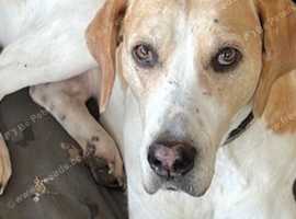 English Foxhound