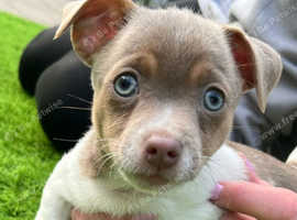 Quality Miniture Lilac and Tan Jack Russell Puppies
