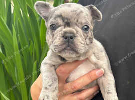 Girl French bulldog puppy