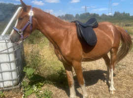 Adorable 3yr Tilly the filly