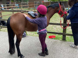 12h British riding pony mare