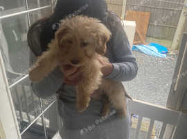 Cocker terrier pup