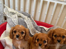 King Charles puppies one boy left