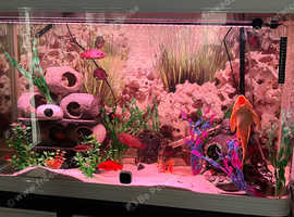 Jewel cichlid's