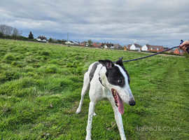 Urgent home needed grey hound DUKE